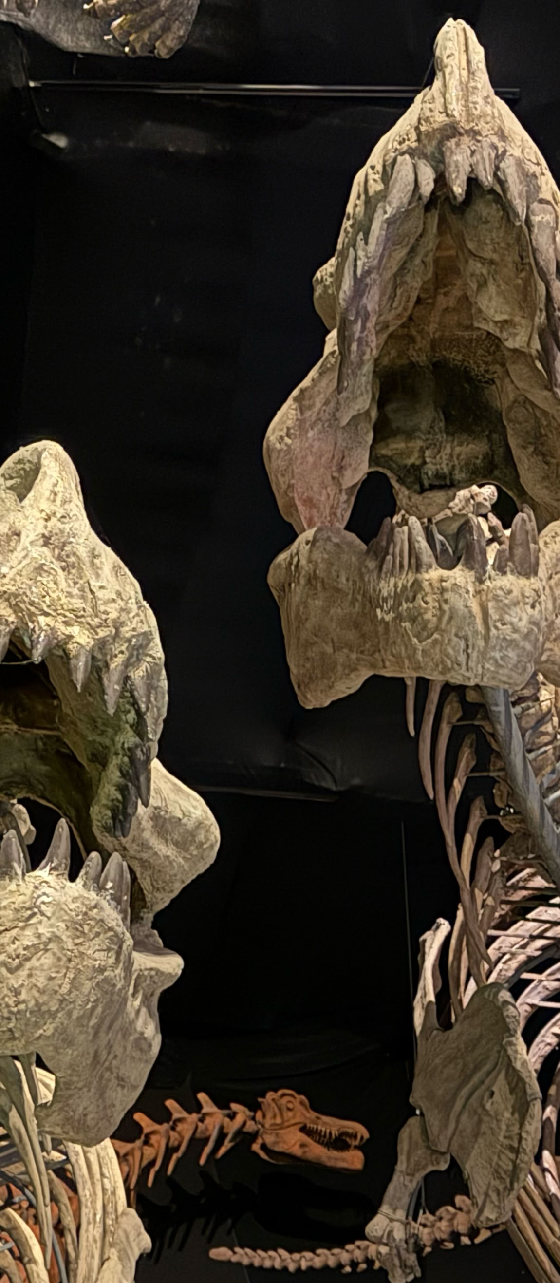 2 jättelika käftar tillhörande T-Rex hos A World of Dinosaurs