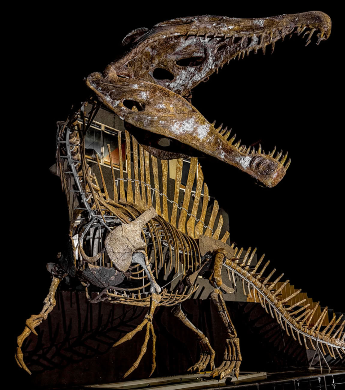 Världens största Spinosaurus hos A World of Dinosaurs