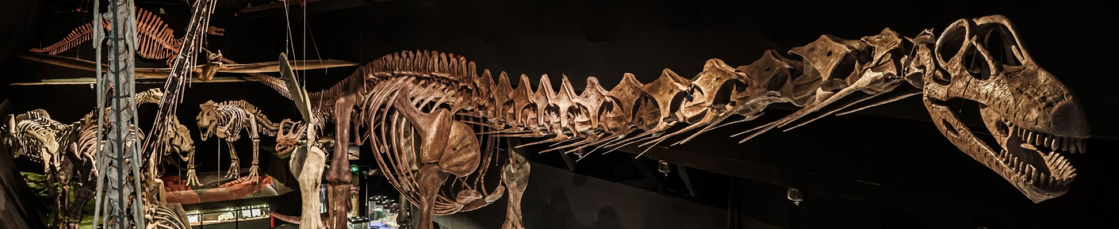 Upplev dinosaurier i verklig storlek. Det enorma huvudet på världens största dinosaurie. Argentinosaurus