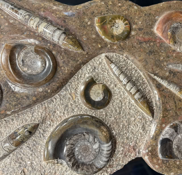 Äkta fossil från dinosaurier & djur bortom dinosauriernas tid