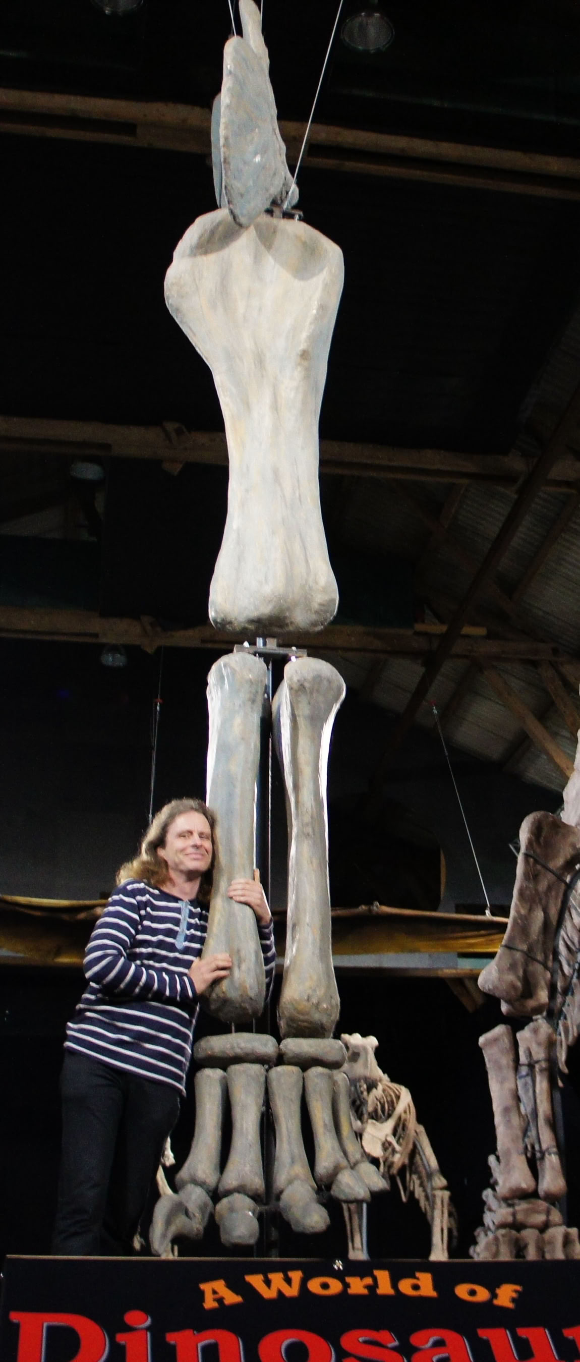 En av de 3 största dinosaurierna i världen ses här med sitt vänstra framben tillsammans med A World of Dinosaurs grundare.